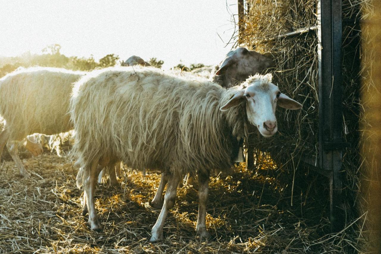 Agriturismo Vallerana Capalbio Dış mekan fotoğraf